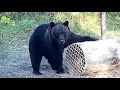 Охота на медведя в Республике Коми, г. Ухта