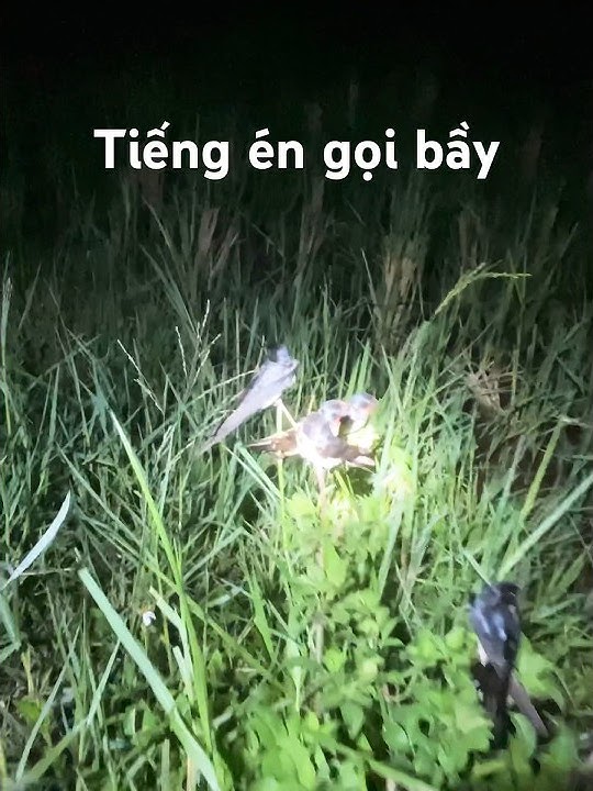 Tiếng én gọi