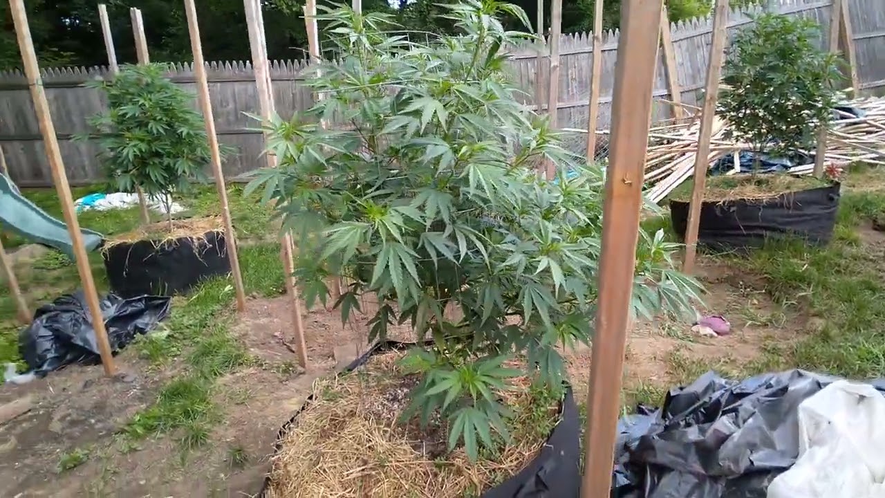 Maine organic 2022 outdoor grow July 3rd