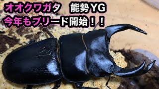 【オオクワガタ・能勢YG】８５ｍｍ目標の２０２２年ＹＧ始動！