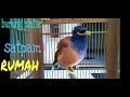Burung Pintar Jalak Nias Jenis Burung Yang Bisa Dijadikan Satpam Mp3 - Mp4 Download