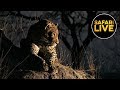 safariLIVE - Sunset Safari - August 22, 2019