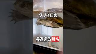 【豆知識】「ハコ」って何？クリイロハコヨコクビガメの種名の秘密【亀】