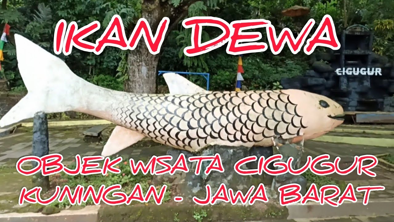 🔴WISATA KOLAM IKAN DEWA,CIGUGUR KUNINGAN-JAWA BARAT  