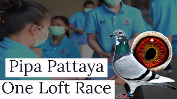 First Day Of Pipa Pattaya OneLoft Race | Racing Pigeons | Racer Kabutar | Kalapati