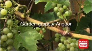 Garden grapes, Angoor