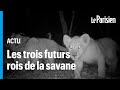 La vido de lionceaux qui redonnent de lespoir au sngal