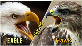 Eagle & Hawk sound effects 4k screenshot 4