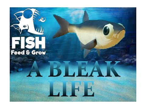 Feed and Grow Fish - Bebê Bleak Azarado, Todos querem nos devorar