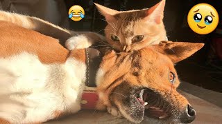 Try Not To Laugh Dogs And Cats 😁 - Best Funniest Animals Video 2024 - 31 by Epic Failz 27,143 views 3 months ago 20 minutes