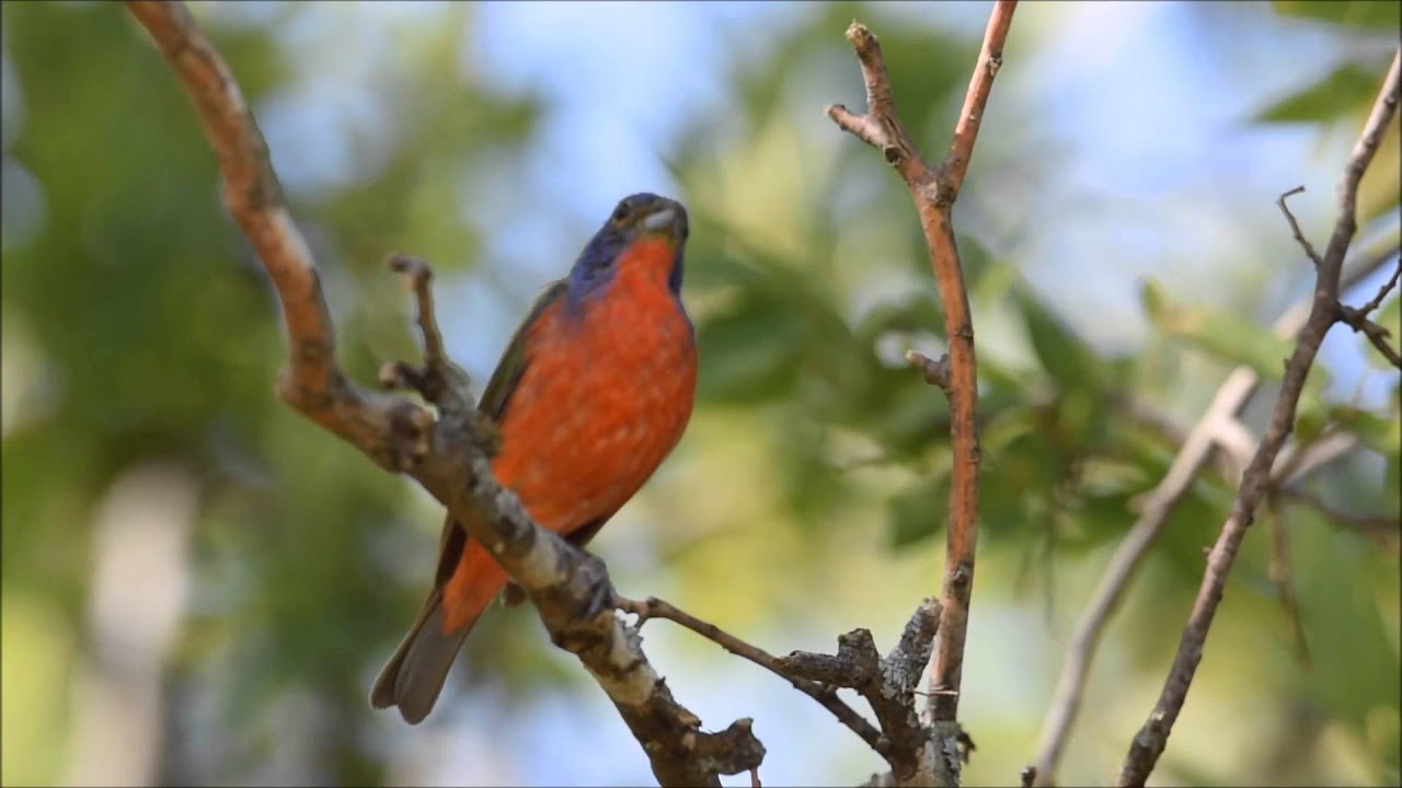 Painted bunting singing his heart out. YouTube