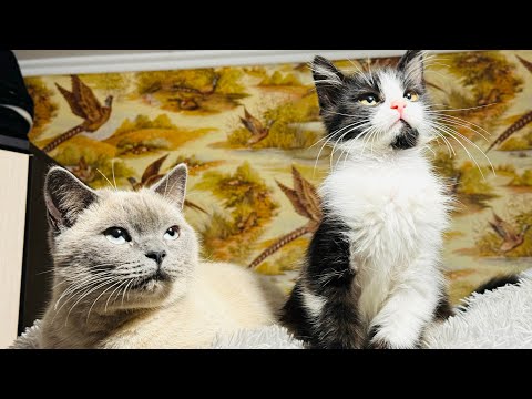 Люсю отнесли в вольер и все расслабилась и стали играть у же ПО ТИХОМУ)))