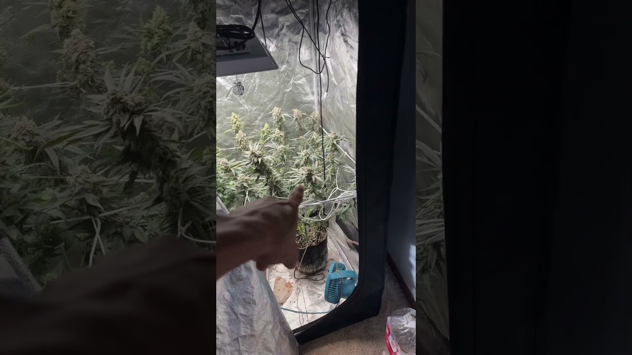 Who ready for a wet trim and drying video!!!!!!!!!