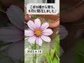 【コスモス】ダブルクリック開花！#shorts