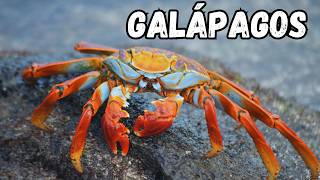 Exploring the Galápagos Islands | A Once-in-a-Lifetime Trip