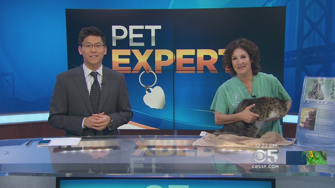 How To Keep Your Pets Safe During The Holidays