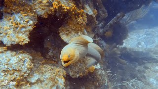 Moray Eel Comes At Camera