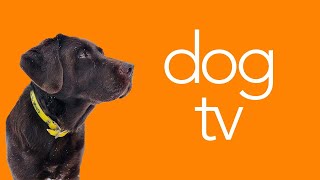 Dog TV  NonStop Stimulation Boost for Dogs! (24/7)