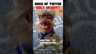 Dogs Of Tiktok - Ugly Or Not? You Decide Ugliness Dog Videos
