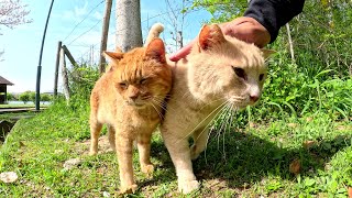 Friendly cats go to a rest area in the park together