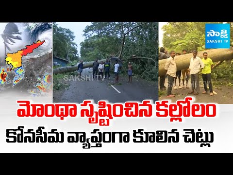 Montha Cyclone Effect: Huge trees  Fall Down Across Konaseema | Sakshi TV