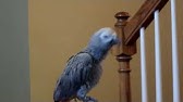 Original Parrot Sings Let The Bodies Hit The Floor Youtube