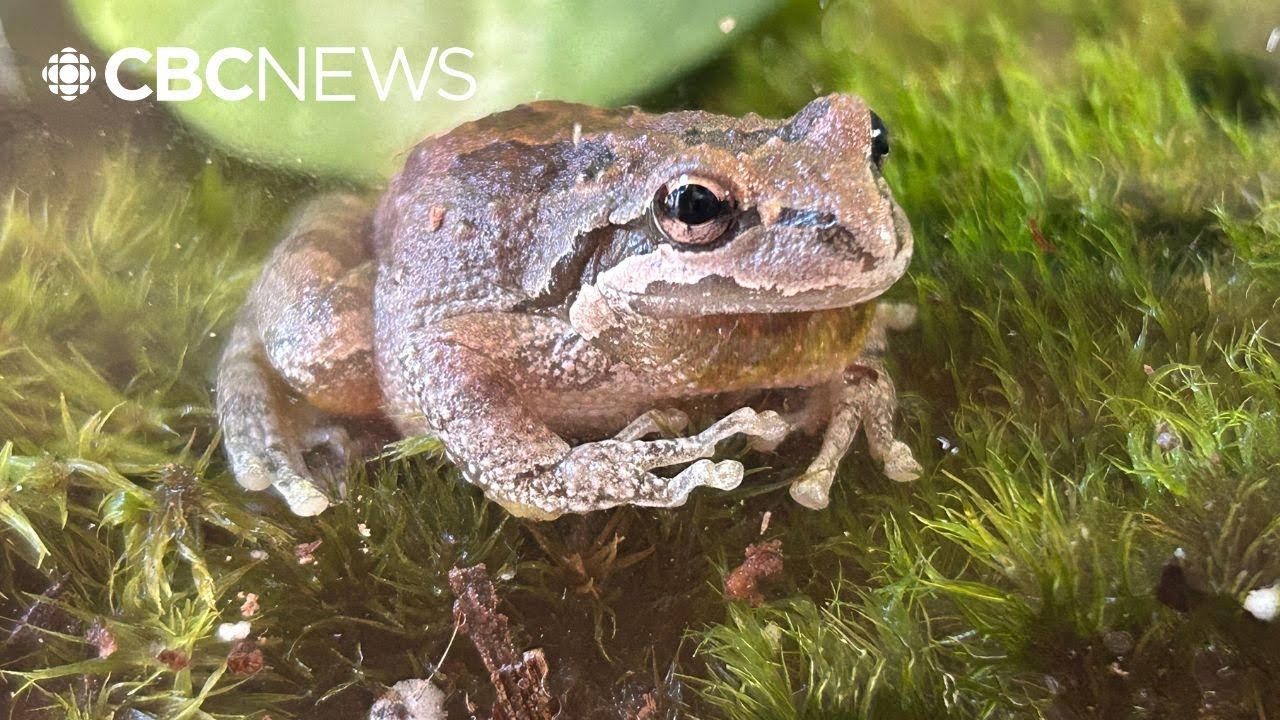 Montrealer adopts Pacific tree frog found in his bag of celery