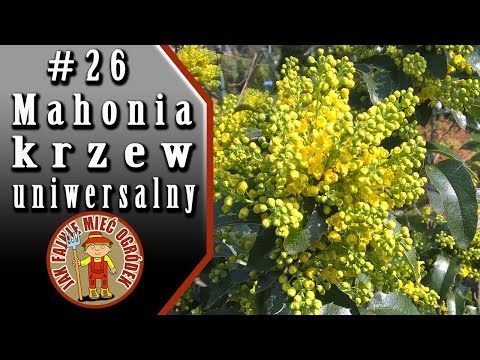 Видео: Leatherleaf Mahonia в градините - Съвети за отглеждане на растения Leatherleaf Mahonia