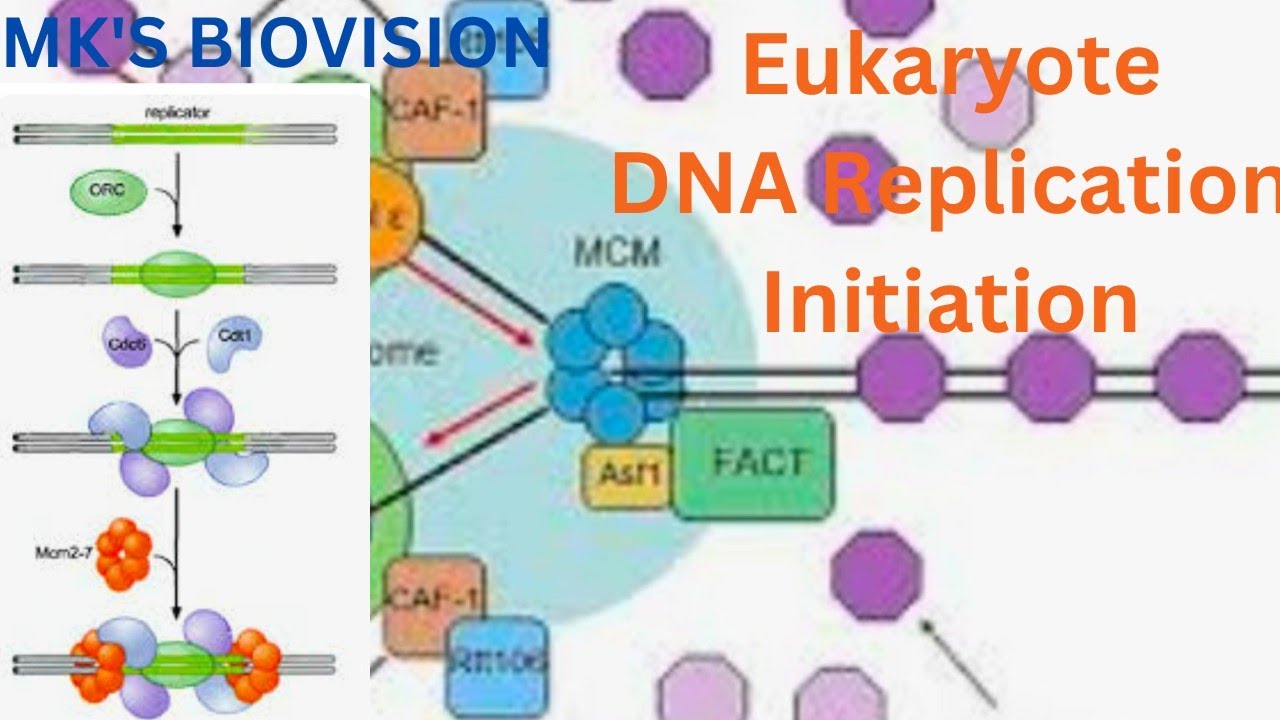 Eukaryotic DNA replication Initiation (CSIR NET)