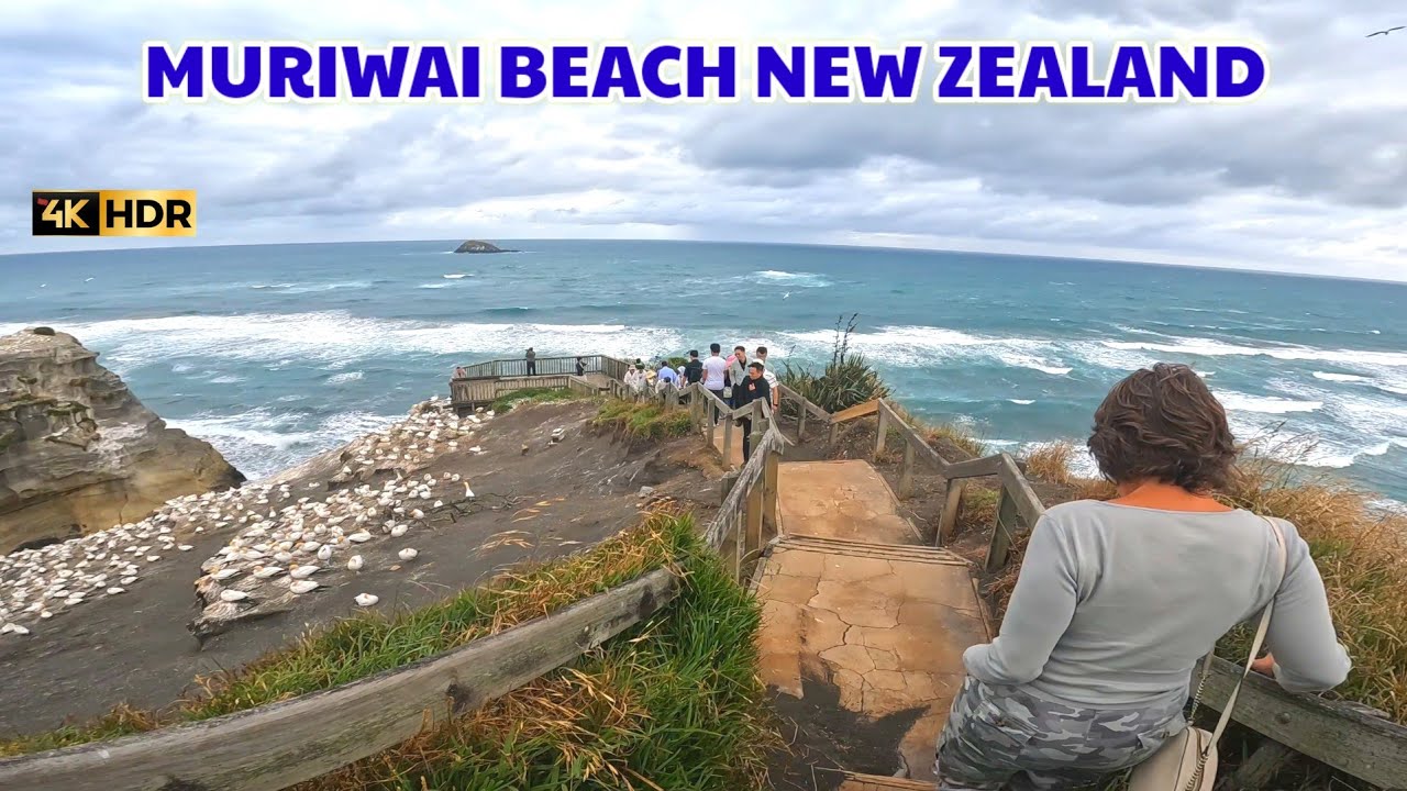 Muriwai Beach Auckland New Zealand.