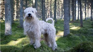 Soft Coated Wheaten Terrier Dogs 101