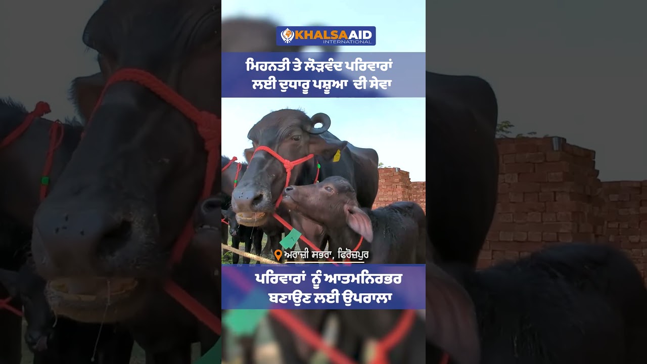 Cattle Distribution to needy families in Punjab by Khalsa Aid 