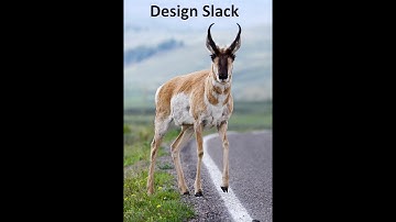 [Chinese] Case Study: Design Slack