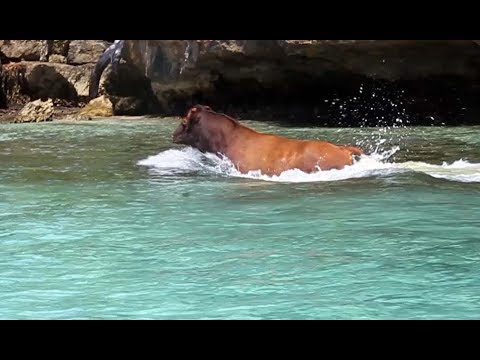 35. COW OVERBOARD! "So, you guys eat the beef?" Sailing in Lau Group of Islands, Fiji