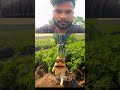 kis khet ki muli ho funny video #2मुखी #comedy #funny #vlog