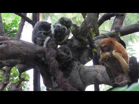 Video: Ovatko simpanssit apinoita?