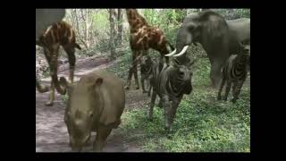 African Animal Stampede Through The Wilderness