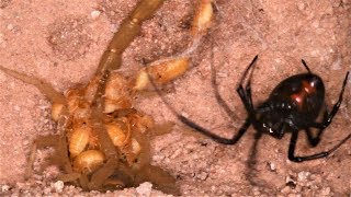 Black Widow Tangles Up Scorpion And Scorplings (Warning: May be disturbing to some viewers.)