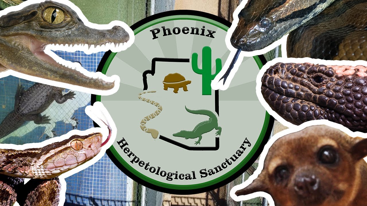 Welcome to the Phoenix Herpetological Sanctuary!