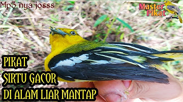 🔴PIKAT BURUNG SIRTU/CIPOH MENGGUNAKAN MP3 TEMAN MANTAP BRO