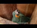 Nestboxes Save Macaws!