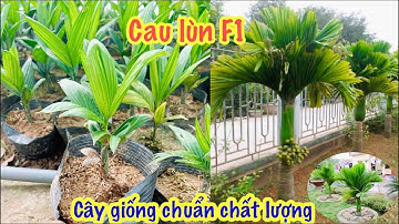 Cau lùn giống chuẩn F1, cách nhận biết khi mua hàng trên mạng xã hội