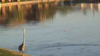 Behavior Observation Module 3: The Great Blue Heron Wealth