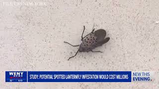 Cornell study: lanternflies could cost Finger Lakes grape growers millions