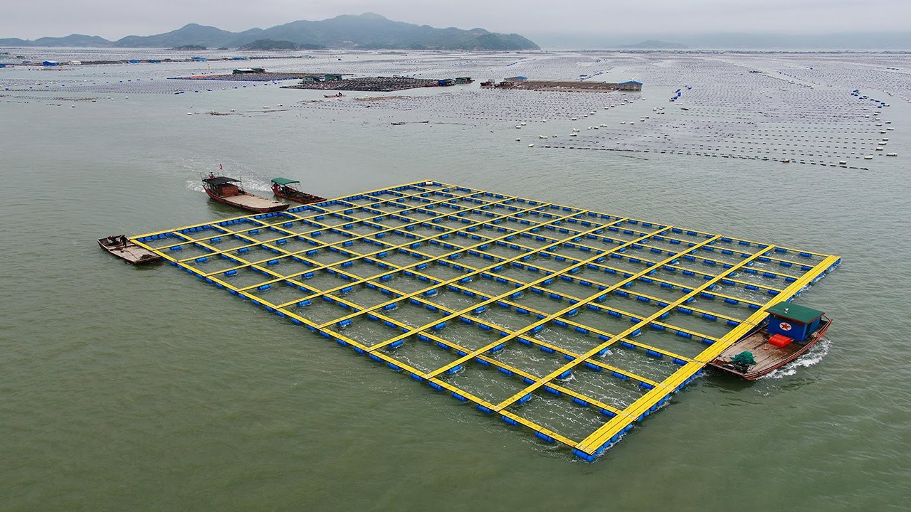 pe marine pontoon fish raft extrusion line|marine pedal extrusion machine|pe board extrusion machine