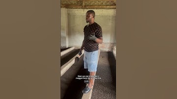 How you can start making maggots on a large scale for organic animal feed and fertilizer