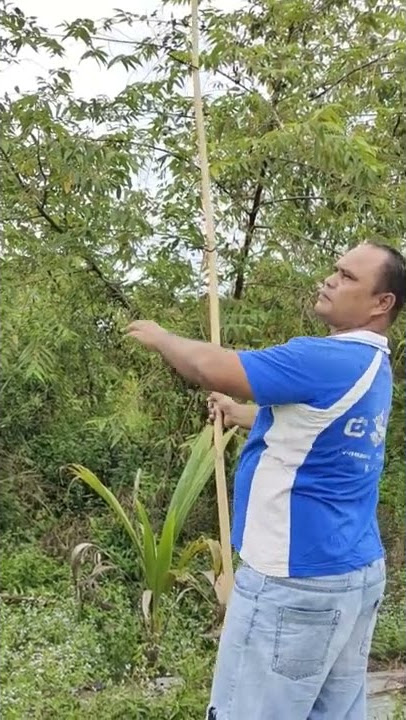 Masang Jaring Burung