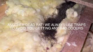 AFTER a RAT INFESTATION!!! What lurks below your LOFT INSULATION!!!