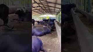 #mozilla #maldhari #bhains #viral #shortvideo