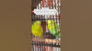 #ماتيسر_من #سورة_الطارق #قرآن #عبدالباسط_عبدالصمد #المصحف #العراق #مصر #السعودية #طيور #quran #usa